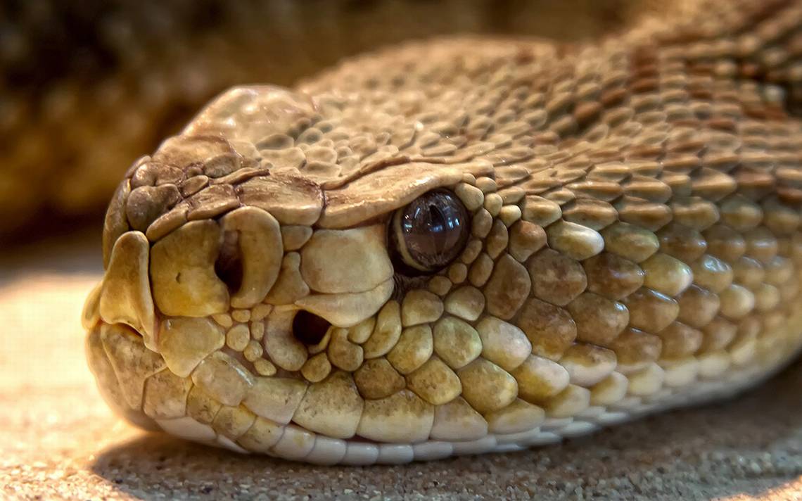 Serpiente, Víbora O Culebra, Esta Es La Diferencia Entre Estos Reptiles ...